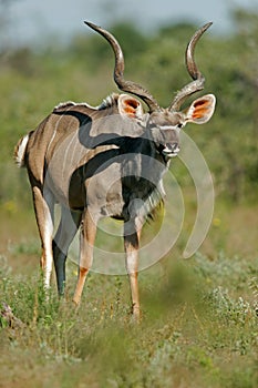 Kudu antelope, Etosha National Park, Namibia