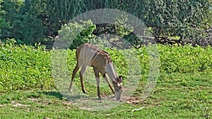 Kudu antelope grazes on green grass.