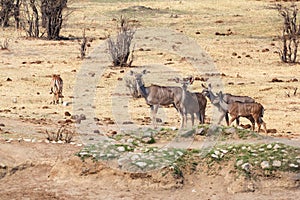 Kudu Antelope in hwankee