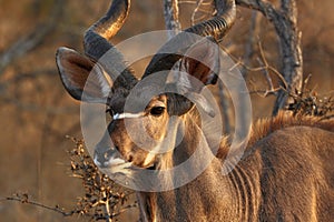 Kudu Antelope in Kruger National Park, South Africa