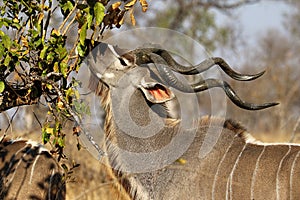 Kudu Antelope in Kruger National Park, South Africa