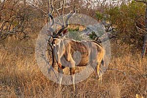 Kudu Antelope in Kruger National Park, South Africa