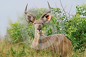 Kudu antelope, Kruger National Park, South Africa photo