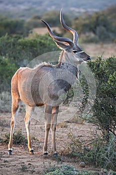 Kudu Antelope with Long Horns photo