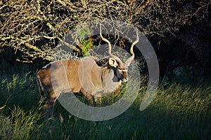 Kudu antelope in natural habitat