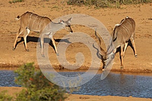 Kudu Antelope Pair