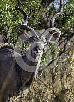 Kudu antelope, photographed in the wild. photo