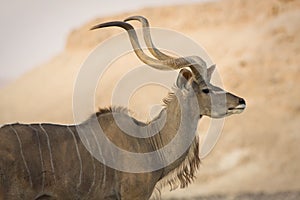 Kudu antelope portrait