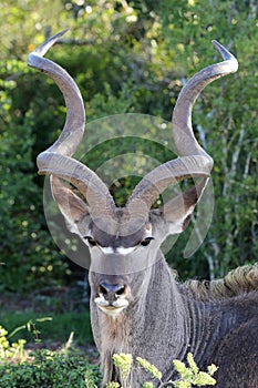 Kudu Antelope Portrait