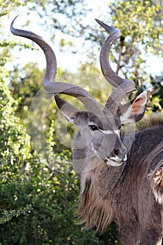 Kudu Antelope Portrait photo