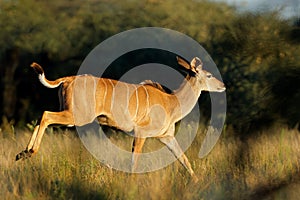 Kudu antelope running, Mokala National Park, South Africa