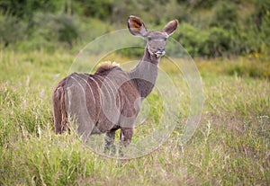 Kudu Antelope in South Africa