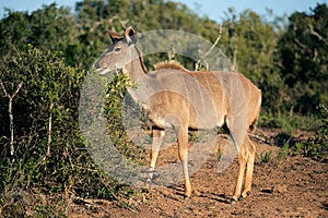 Kudu antelope, South Africa