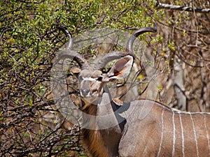 Kudu antelope