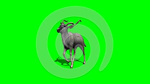 Kudu Antelope walking 1 - green screen