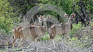 Kudu antelopes