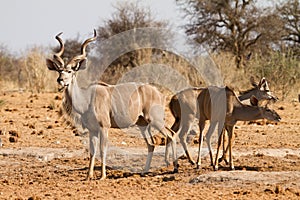 Kudu antelopes photo