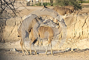 Kudu antelopes mating