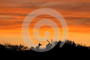 Kudu antelopes silhouetted against an orange sky, South Africa