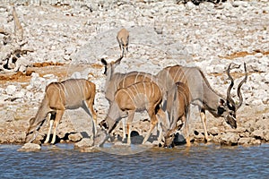 Kudu antelopes at a waterhole - Etosha