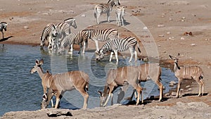 Kudu antelopes and zebras drinking water