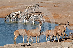 Kudu antelopes and zebras at a Etosha waterhole