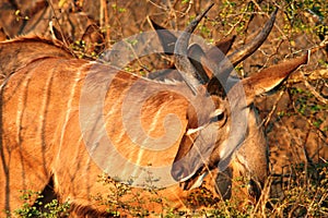 Kudu Antilope photo