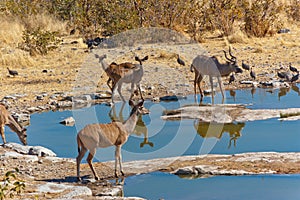 Kudu antilopes drinking photo