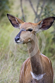 Kudu baby, Kudu Antelope in African Bush