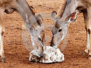 Kudu buck