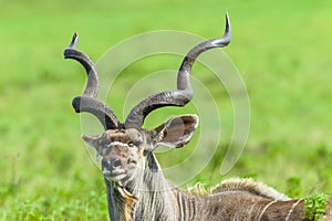 Kudu Buck Head Horns Wildlife Animals