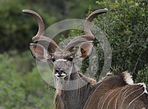 Kudu Bull