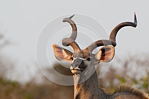 Kudu bull