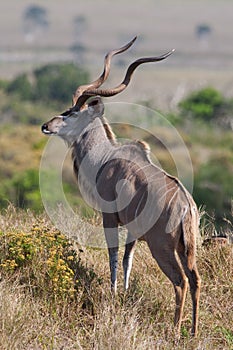 Kudu bull