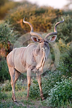 Kudu bull photo