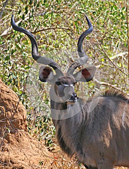 Kudu bull