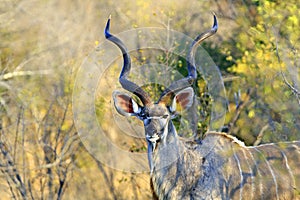 Kudu bull photo