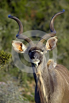 Kudu Bull