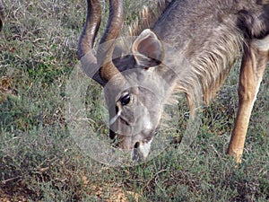 Kudu bull browsing watchfully in the Addo Elephant Park, South A