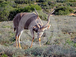 Kudu bull browsing watchfully in the Addo Elephant Park, South A