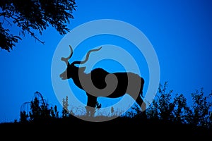 Kudu bull dark silhouette at at night. African antelope with typical twisted horns