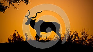 Kudu bull dark silhouette at sunset time. African antelope with typical twisted horns