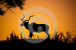 Kudu bull dark silhouette at sunset time. African antelope with typical twisted horns