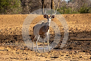 Kudu bull at dry waterhole