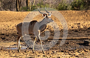 Kudu bull at dry waterhole