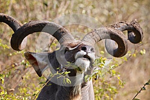 Kudu photo