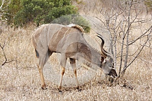 Kudu bull grazing