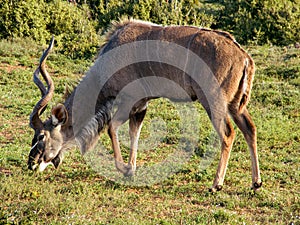 Kudu bull grazing in bush
