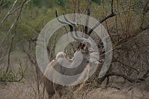 A kudu bull with ivory tips