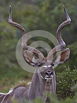 Kudu Bull Portrait photo